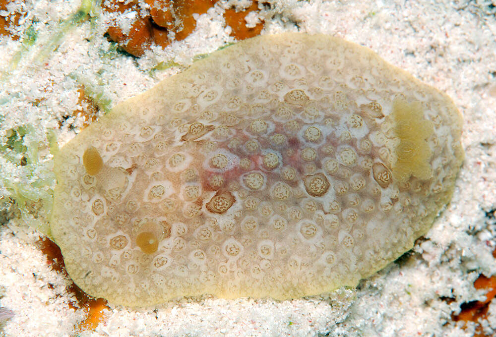 Image of Carminodoris grandiflora (Pease 1860)