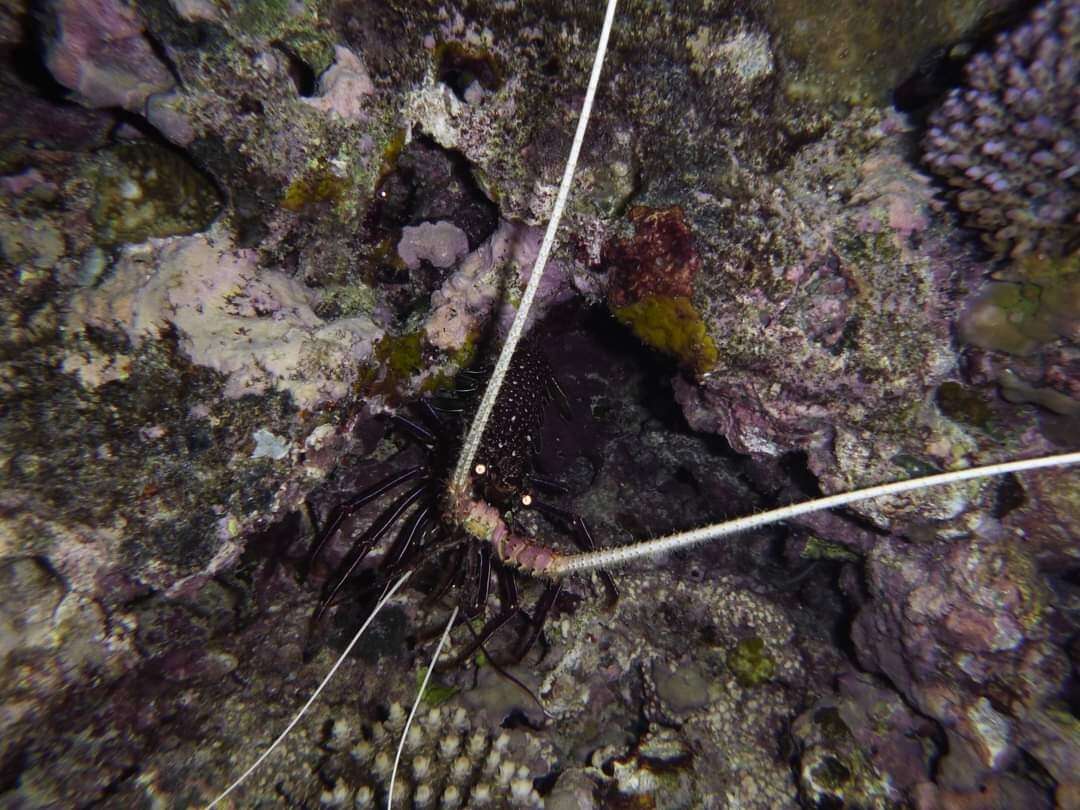 Image of Stripe-leg spiny lobster