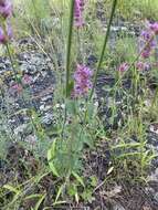 Imagem de Agastache pallidiflora subsp. neomexicana (Briq.) Lint & Epling