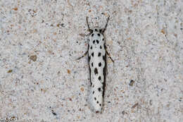 Image of Ethmia hagenella Chambers 1878