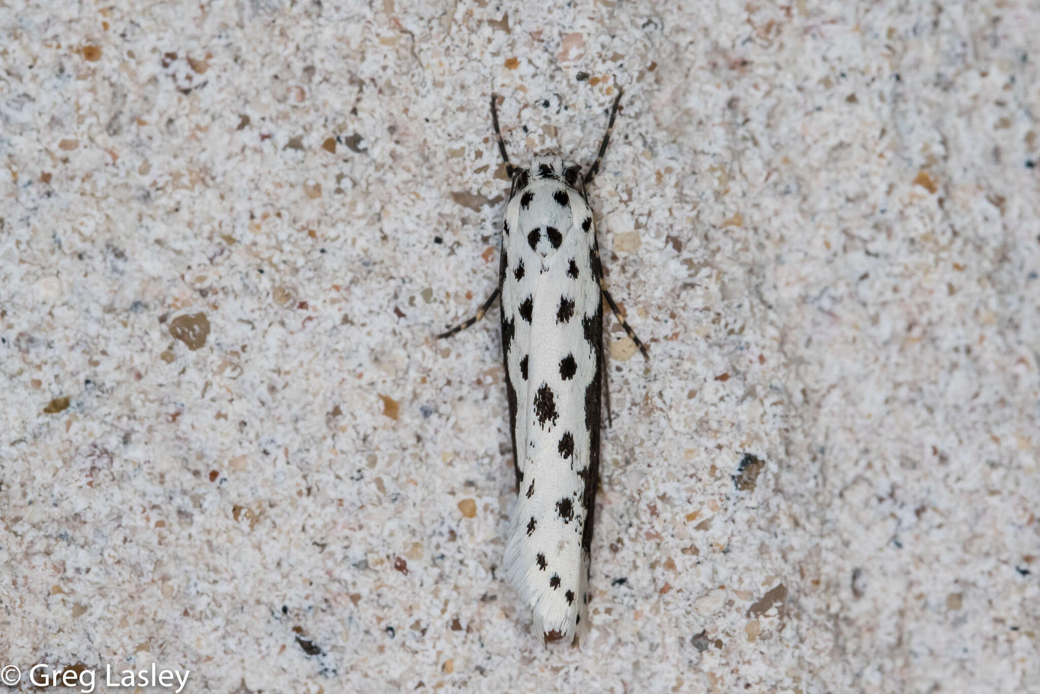 Image of Ethmia hagenella Chambers 1878