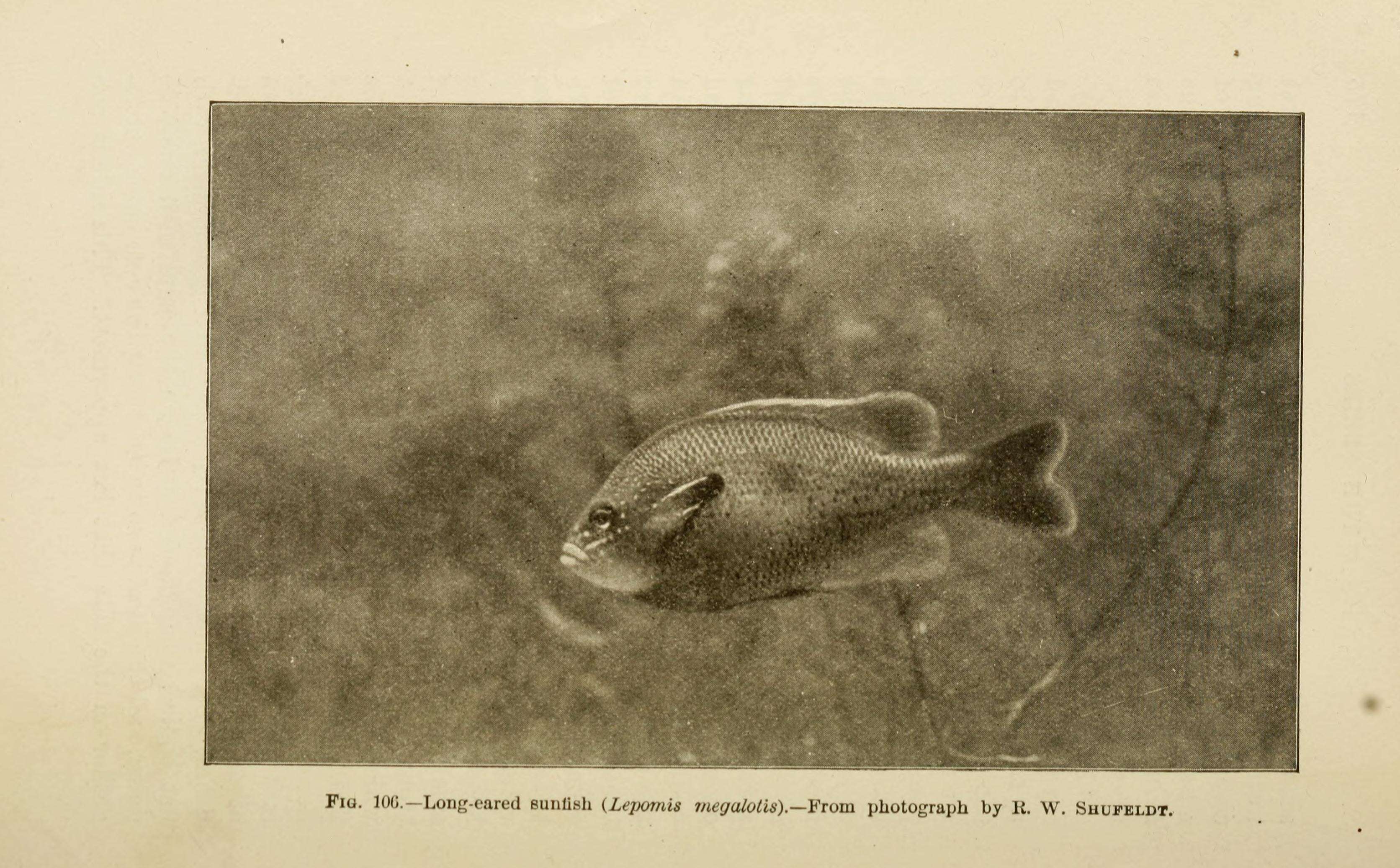 صورة Lepomis megalotis (Rafinesque 1820)