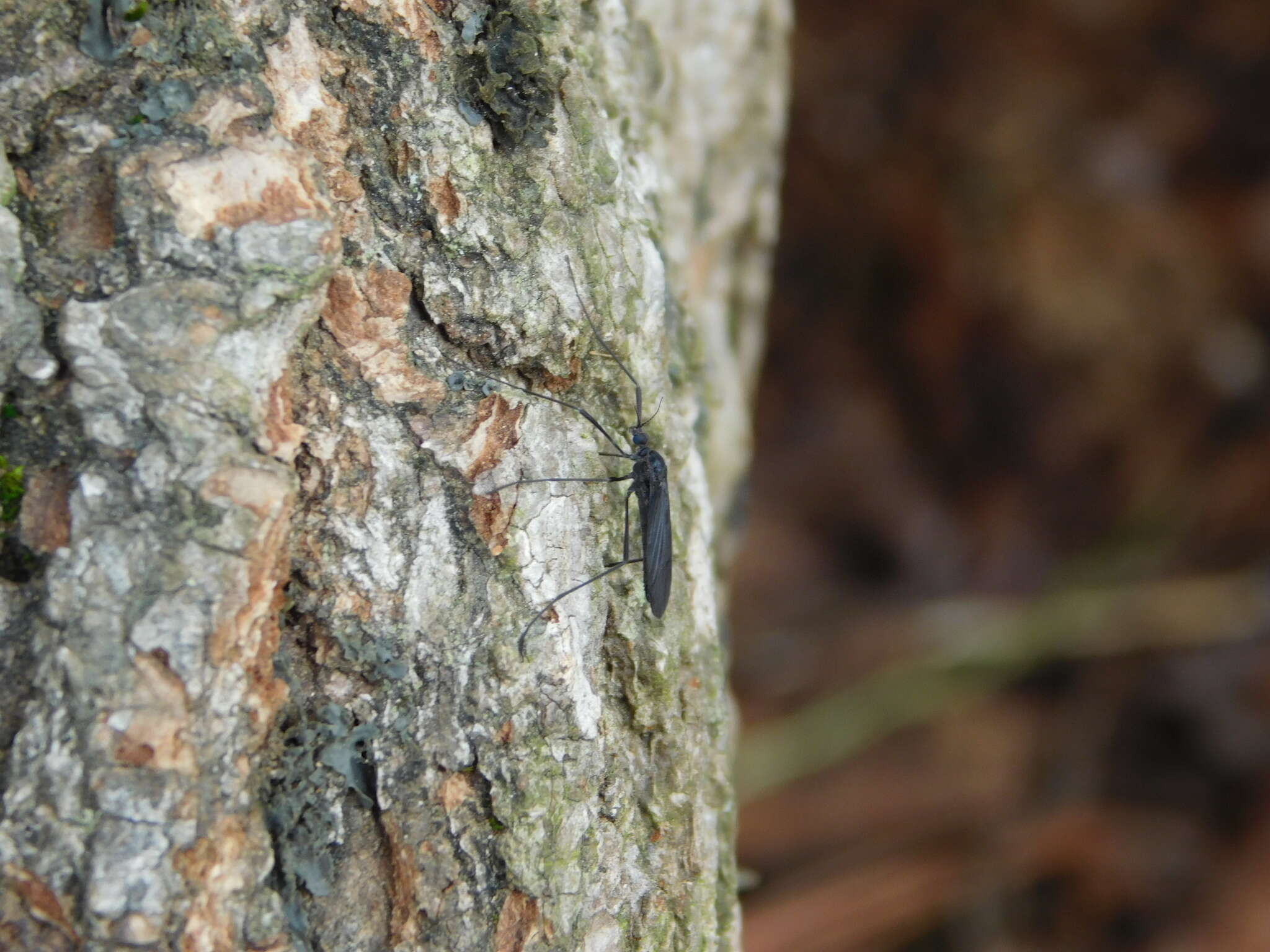 Eugnophomyia luctuosa (Osten Sacken 1860) resmi