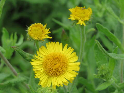 Image of common fleabane