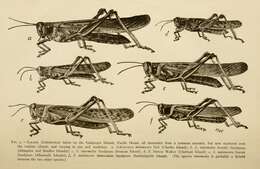 Image of Schistocerca melanocera (Stål 1861)