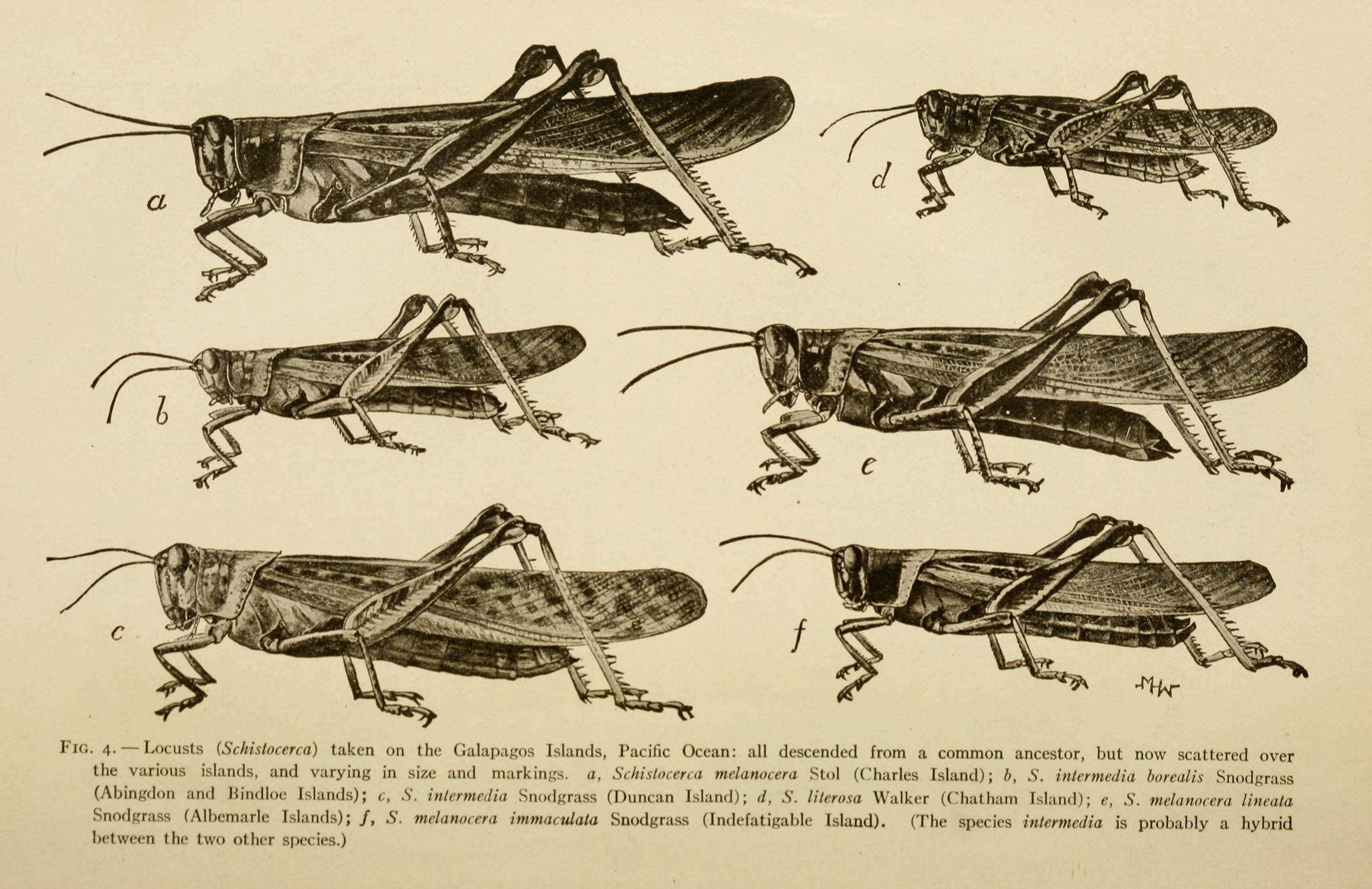 Image of Schistocerca melanocera (Stål 1861)