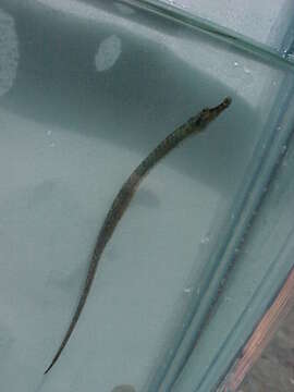 Image of American Gulf Pipefish