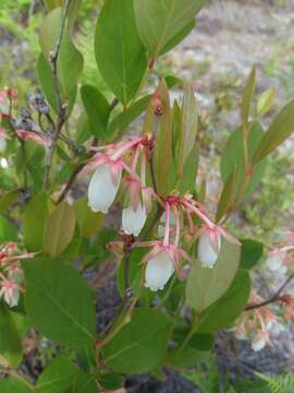 Imagem de Lyonia mariana (L.) D. Don