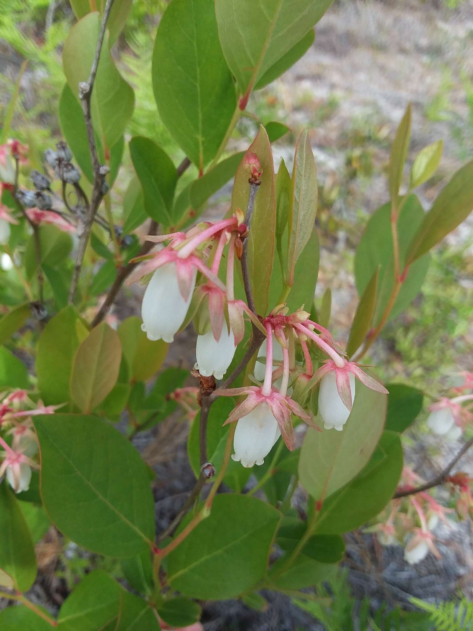 Image of piedmont staggerbush