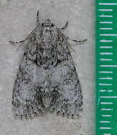 Acronicta retardata Walker 1861的圖片