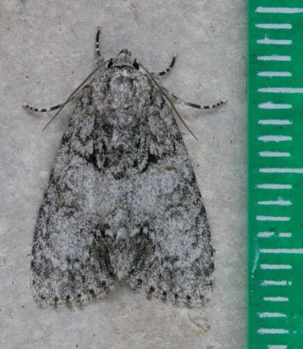 Acronicta retardata Walker 1861的圖片