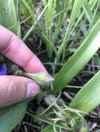 Image of Tharp's spiderwort