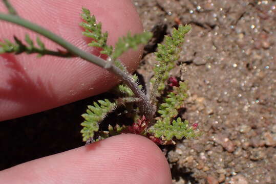 Image of Saltugilia caruifolia