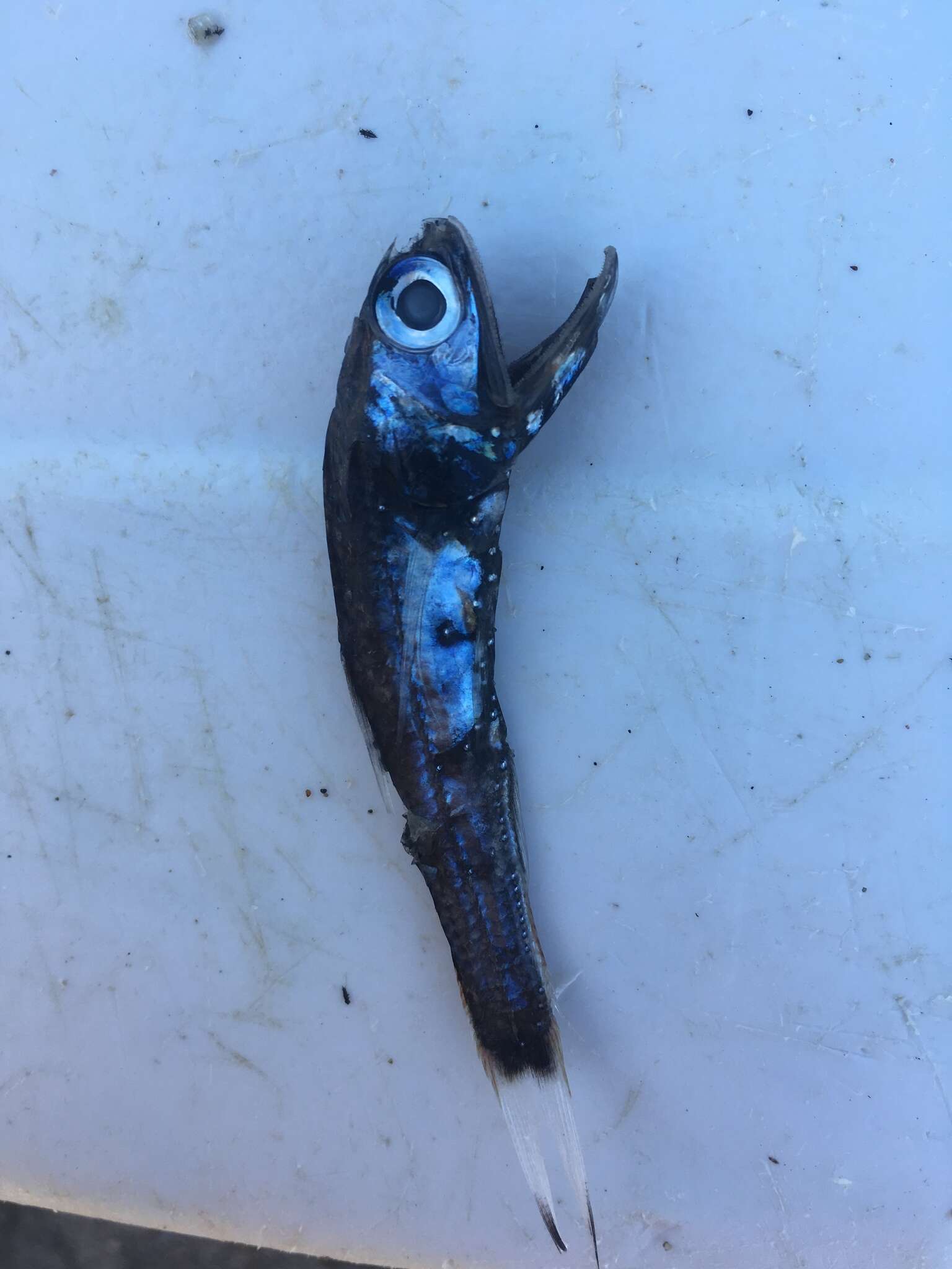 Image of Madeira lantern fish