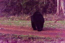 Image of Sloth Bear