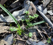 Imagem de Hydrocotyle callicarpa Bunge