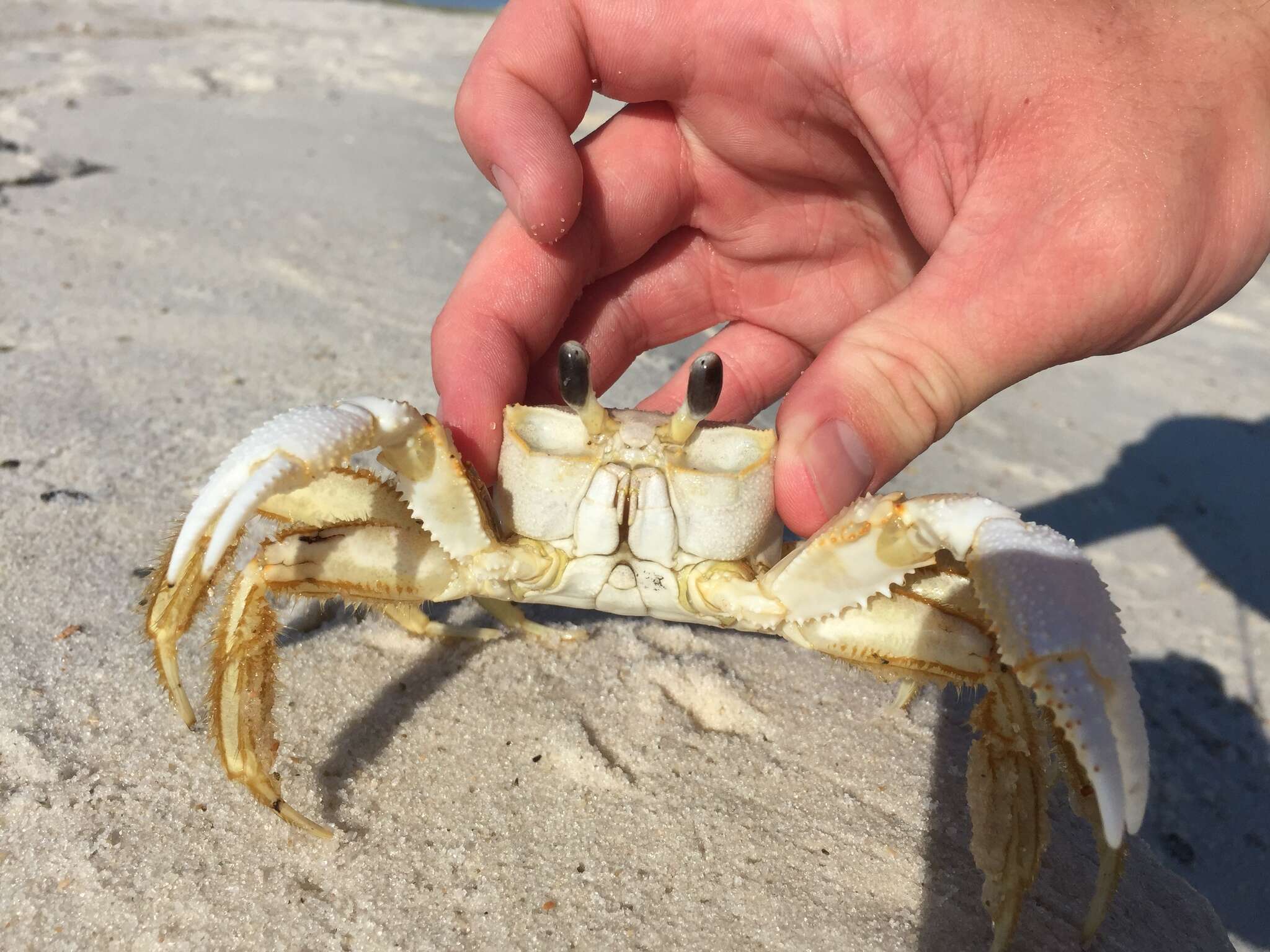 Image of Atlantic Ghost Crab