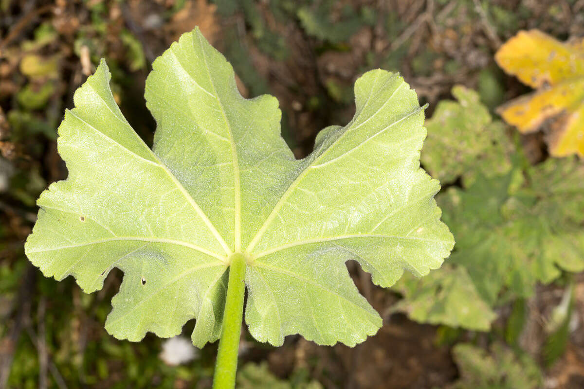 Imagem de Malva arborea (L.) Webb & Berth.