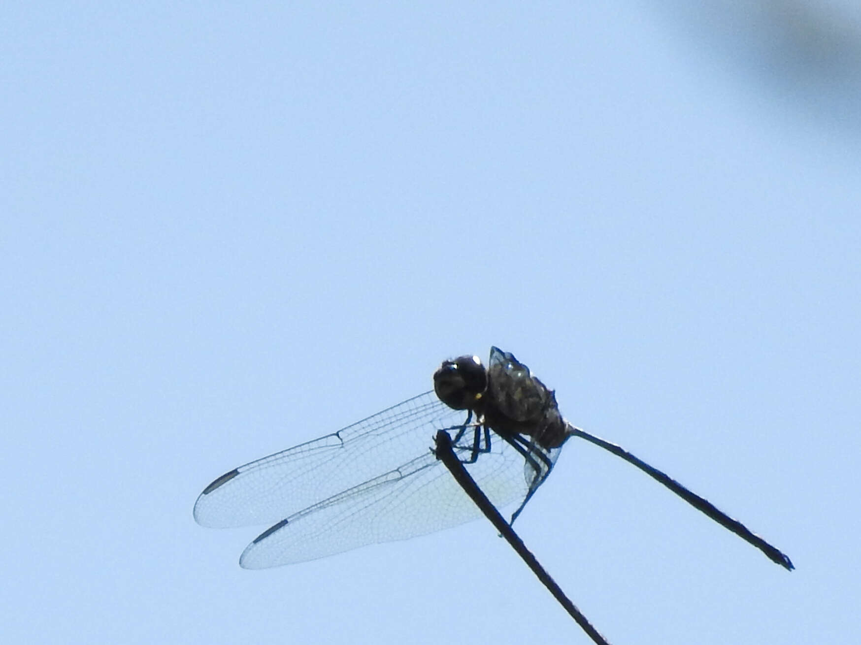 Image of Bottletail