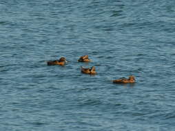 Image of Eider