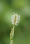 Image of Asian crabgrass
