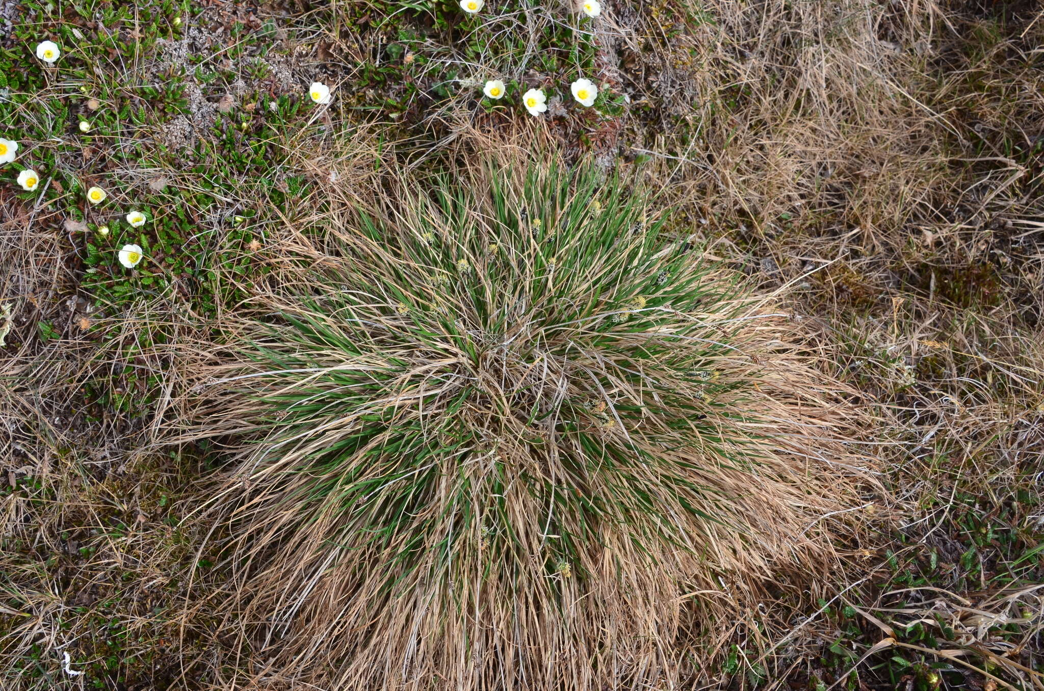 Image of spruce muskeg sedge