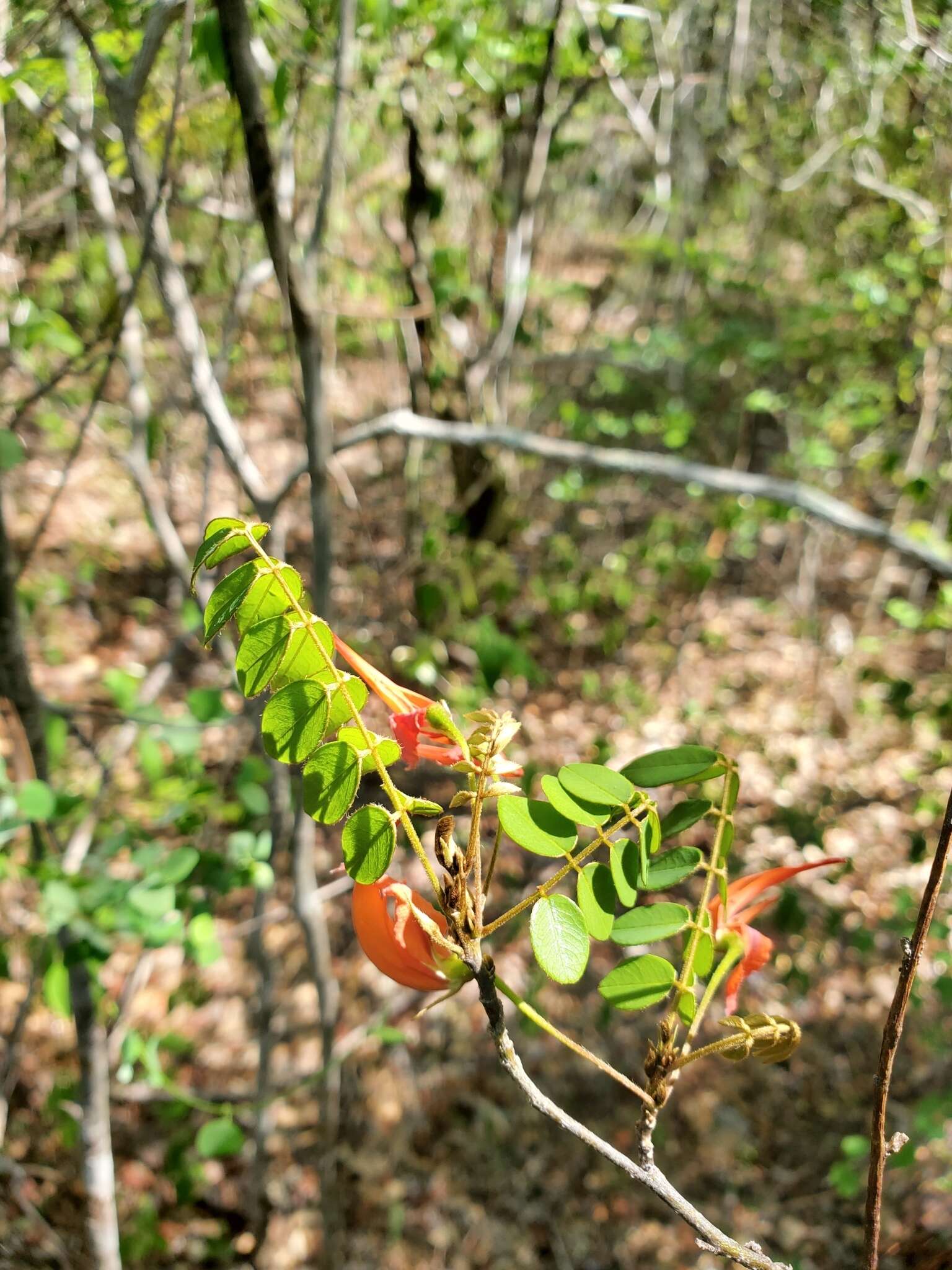 Image of Chadsia versicolor Bojer