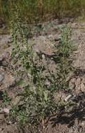 Image of Fremont's Goosefoot