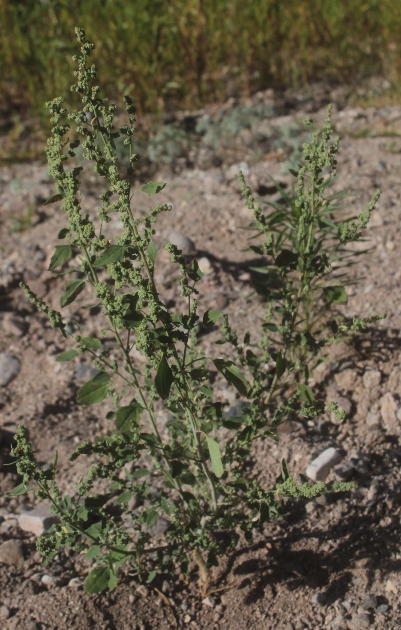 Chenopodium fremontii S. Wats. resmi