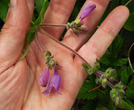 Image of Rattan's beardtongue