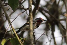 Слика од Platysteira cyanea (Müller & Pls 1776)