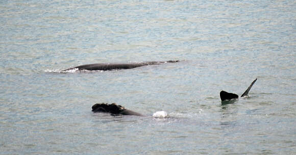 Image of Southern Right Whale