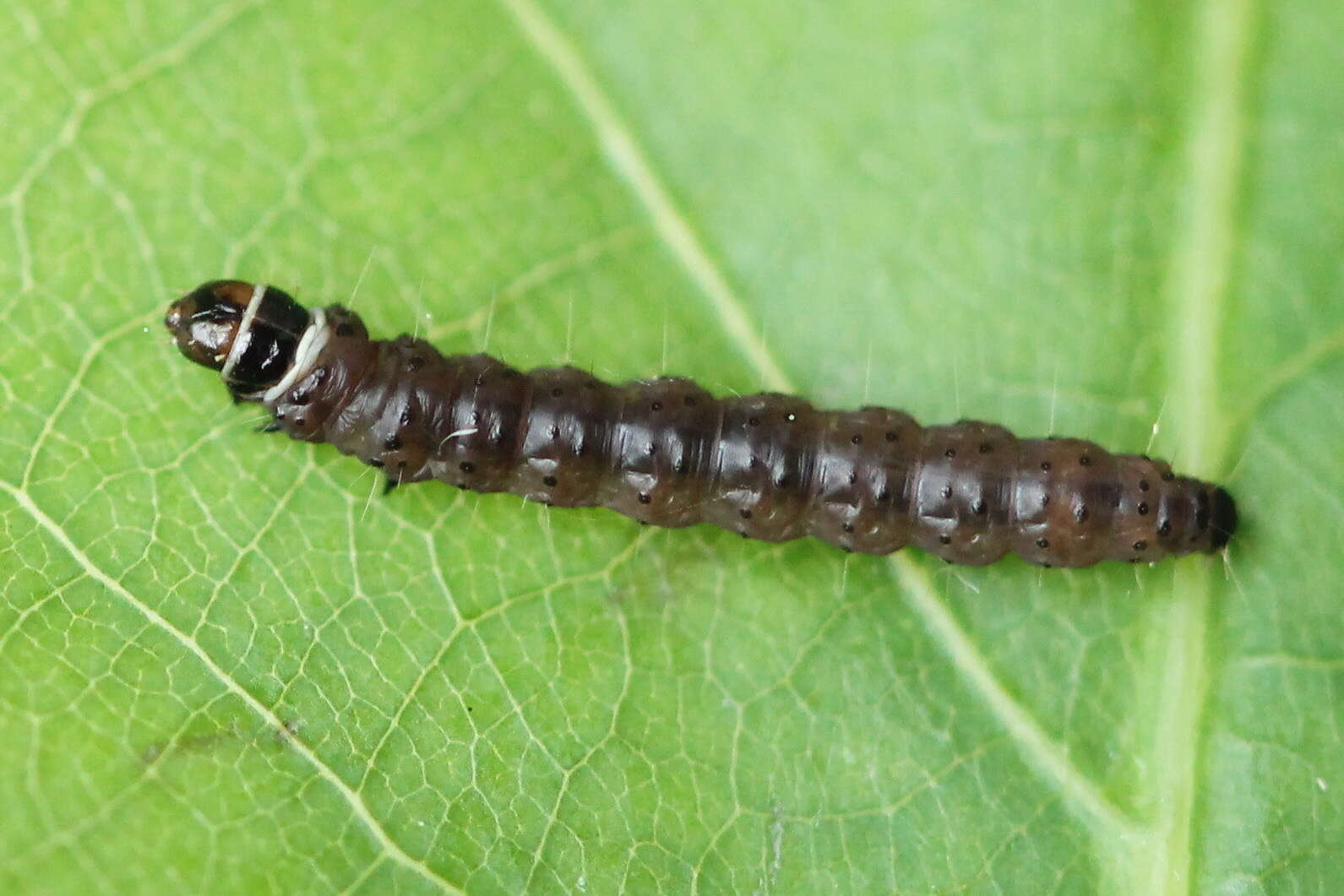 Image of Anacampsis timidella Wocke 1887