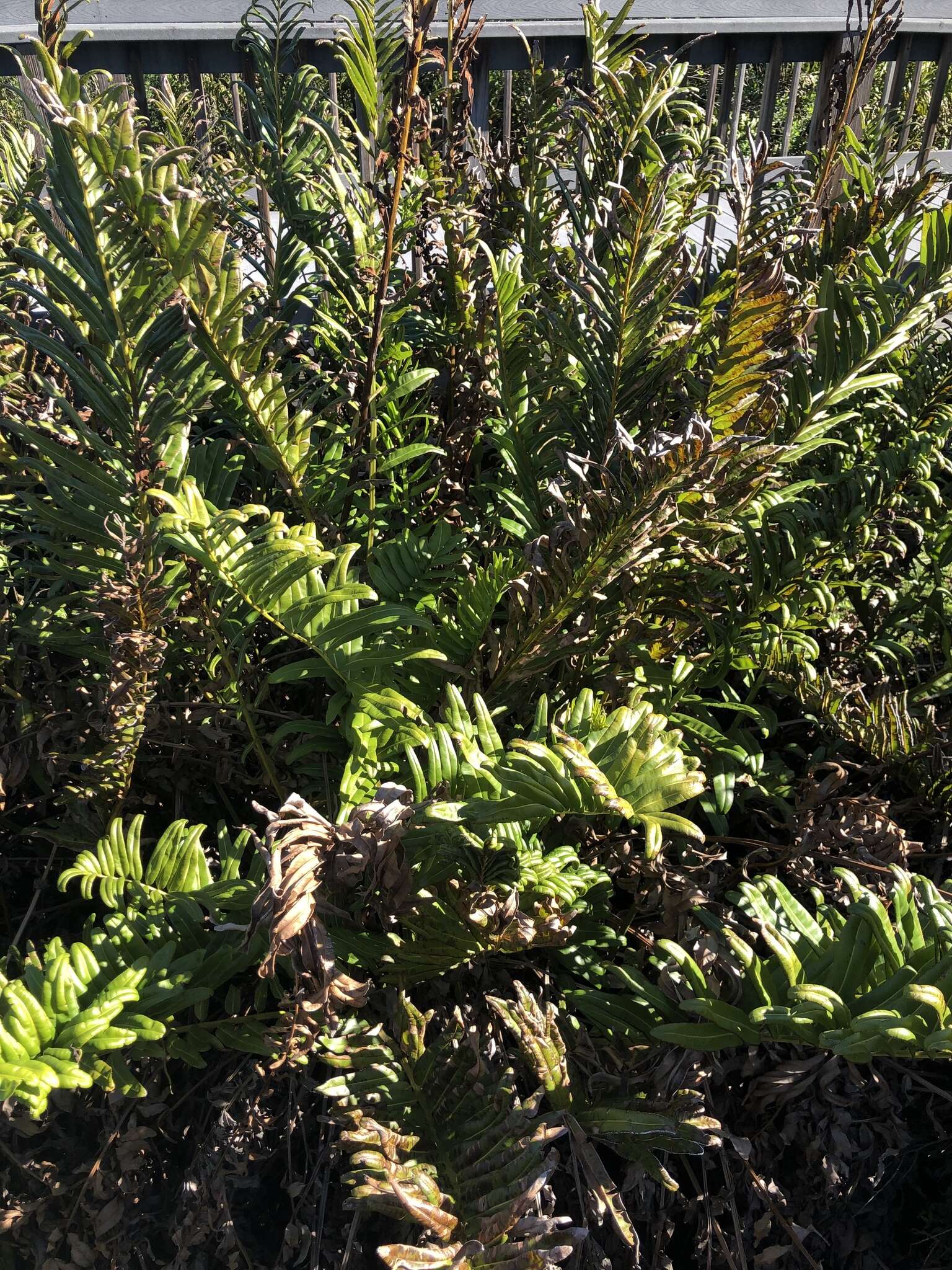 Image of giant leather fern