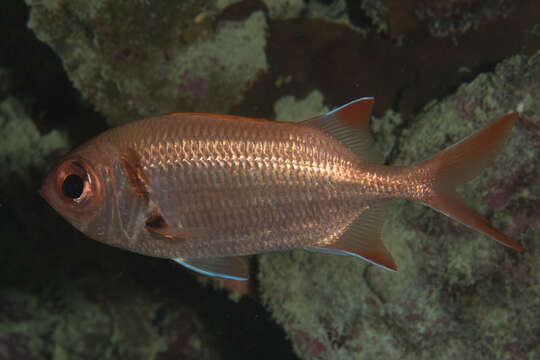 Image of Epaulette soldierfish