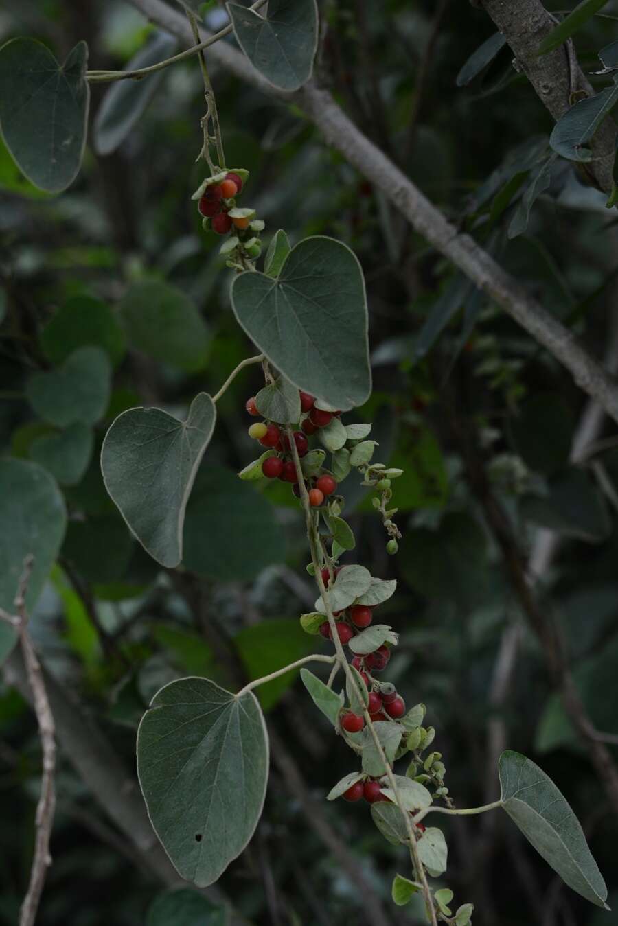 Sivun Cissampelos pareira L. kuva