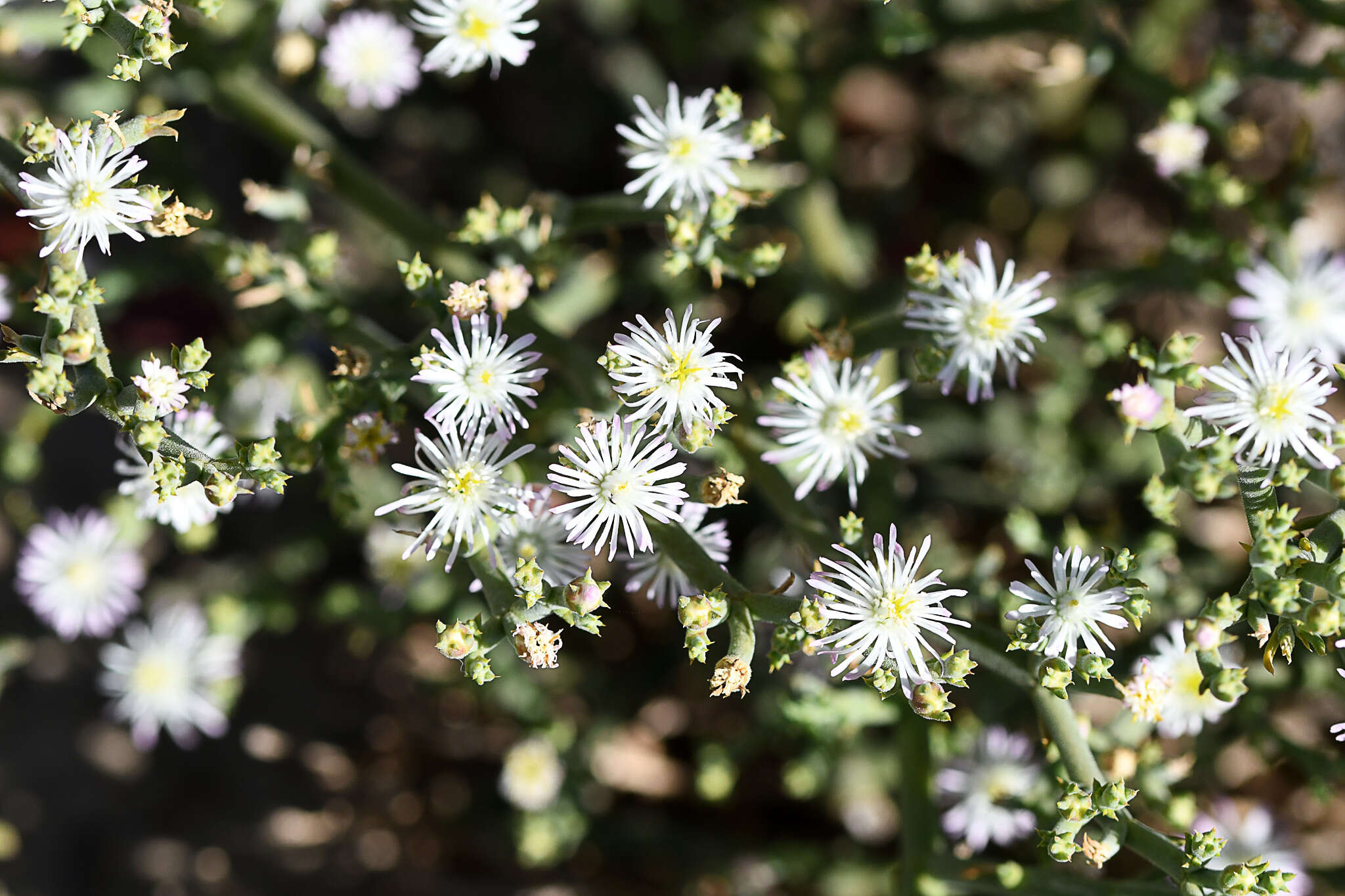 Imagem de Mesembryanthemum articulatum Thunb.