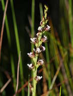 Image of Prasophyllum helophilum D. L. Jones & D. T. Rouse