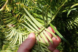 Image of Fortune's Yew Plum