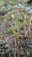 Image of Dwarf Dandelion