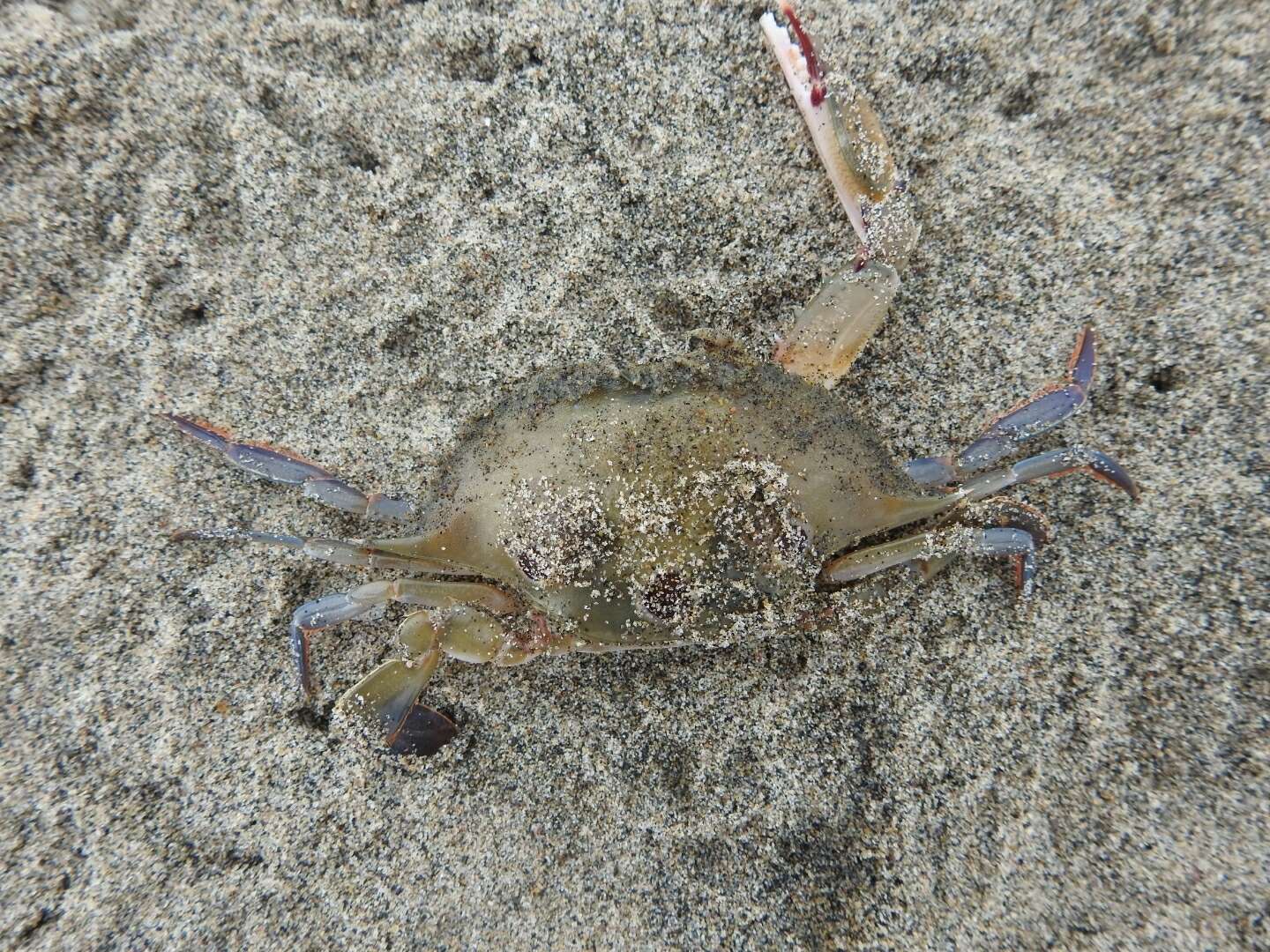 Image of blood-spotted swimming crab