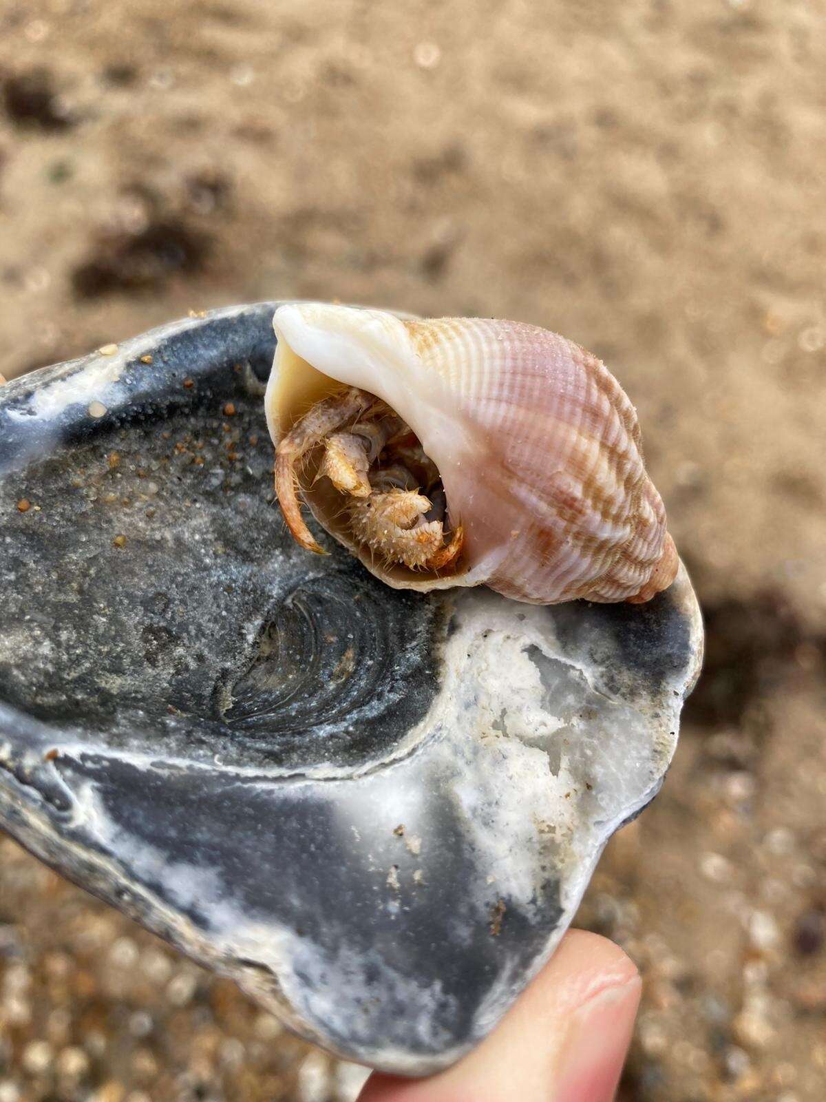 Image of woolly hermit crab