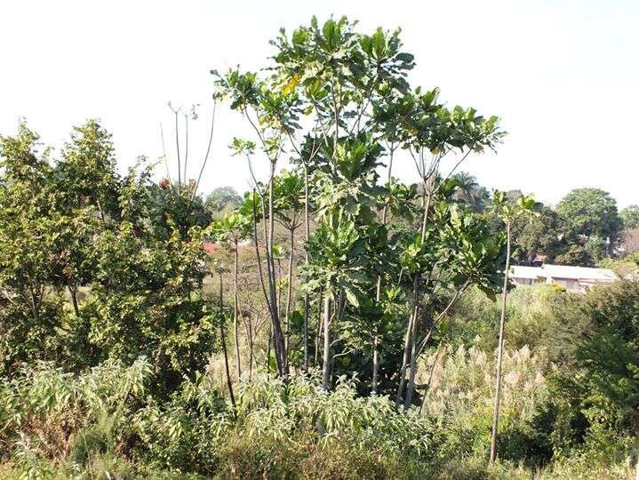 Image de Anthocleista grandiflora Gilg