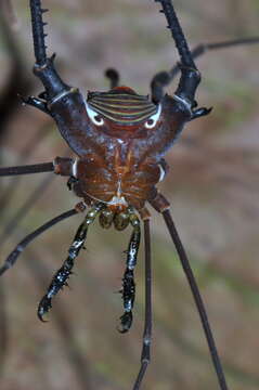 Image of Serracutisoma banhadoae (Soares & Soares 1947)