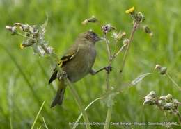 Image of Andean Siskin