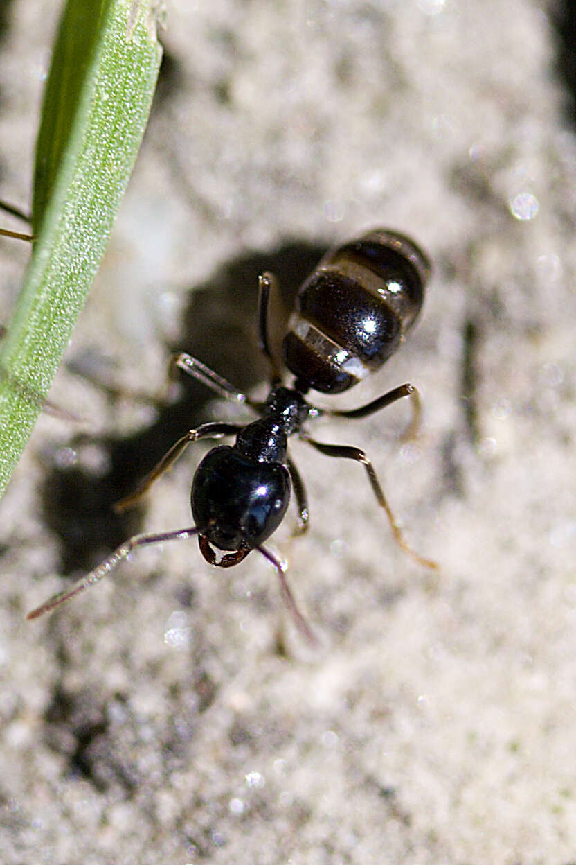 Image de Lasius fuliginosus (Latreille 1798)