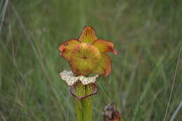 Image of pitcherplant