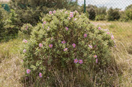 Imagem de Cistus albidus L.