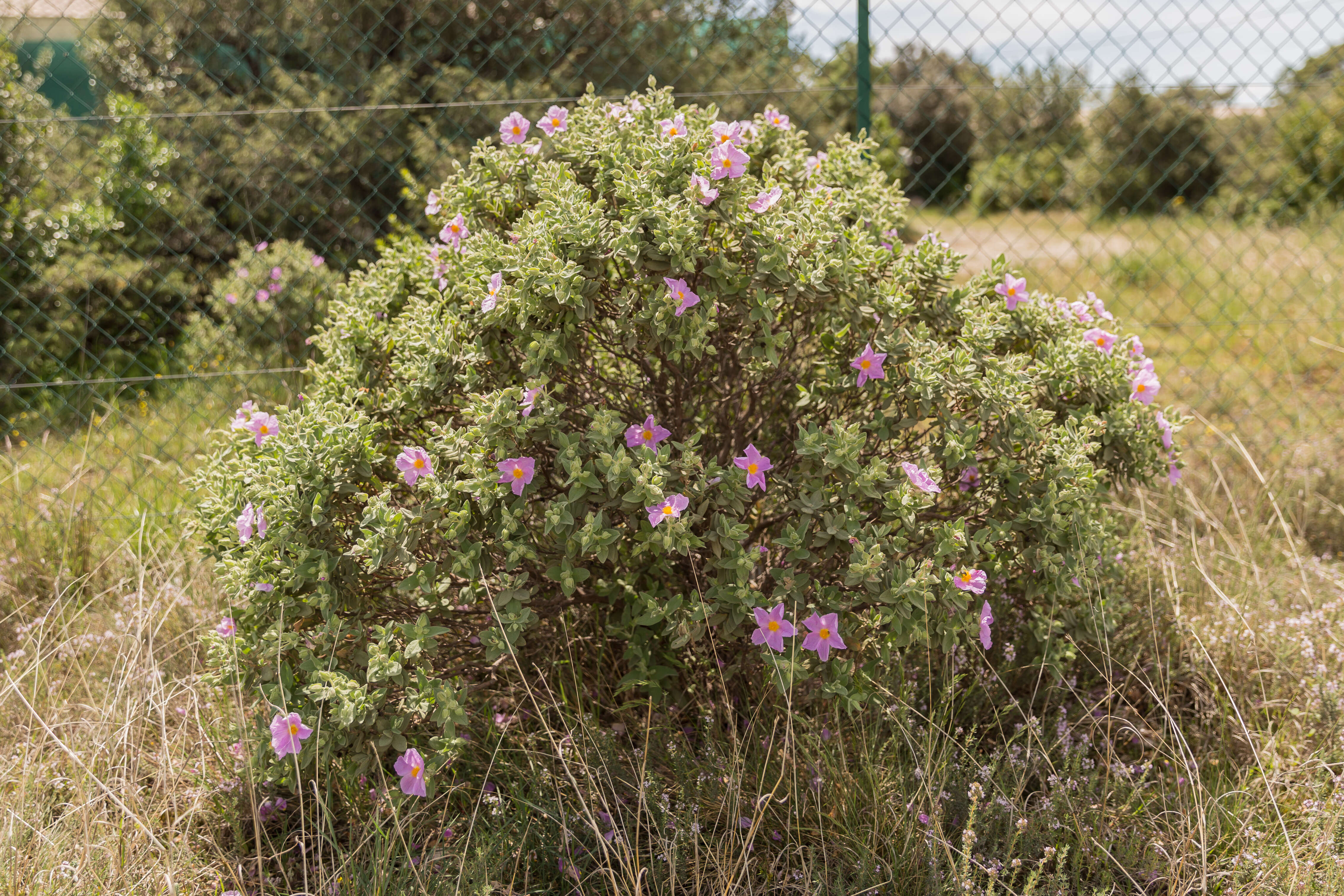 Imagem de Cistus albidus L.