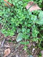 Image of Round-leaved Bedstraw